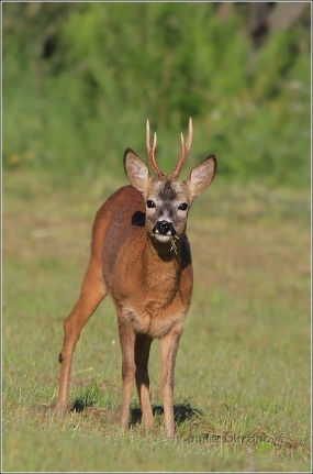 <p>SRNEC OBECNÝ (Capreolus capreolus) Šluknovsko - Jiříkov /European roe deer - Reh/</p>